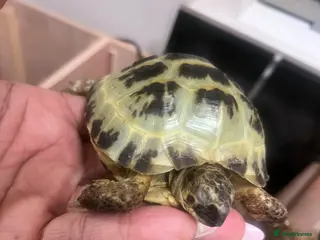 Tortoise reptiles Young female tortoise 🐢 - Advert 1