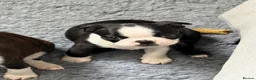 Boston Terrier dogs for sale: Kc Boston Terrier Puppies - Advert 9
