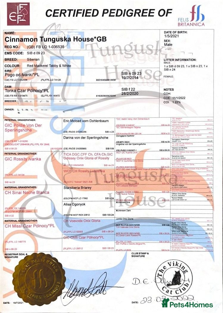Siberian cats Pedigree Siberian Kittens from Tunguska House - Advert 2