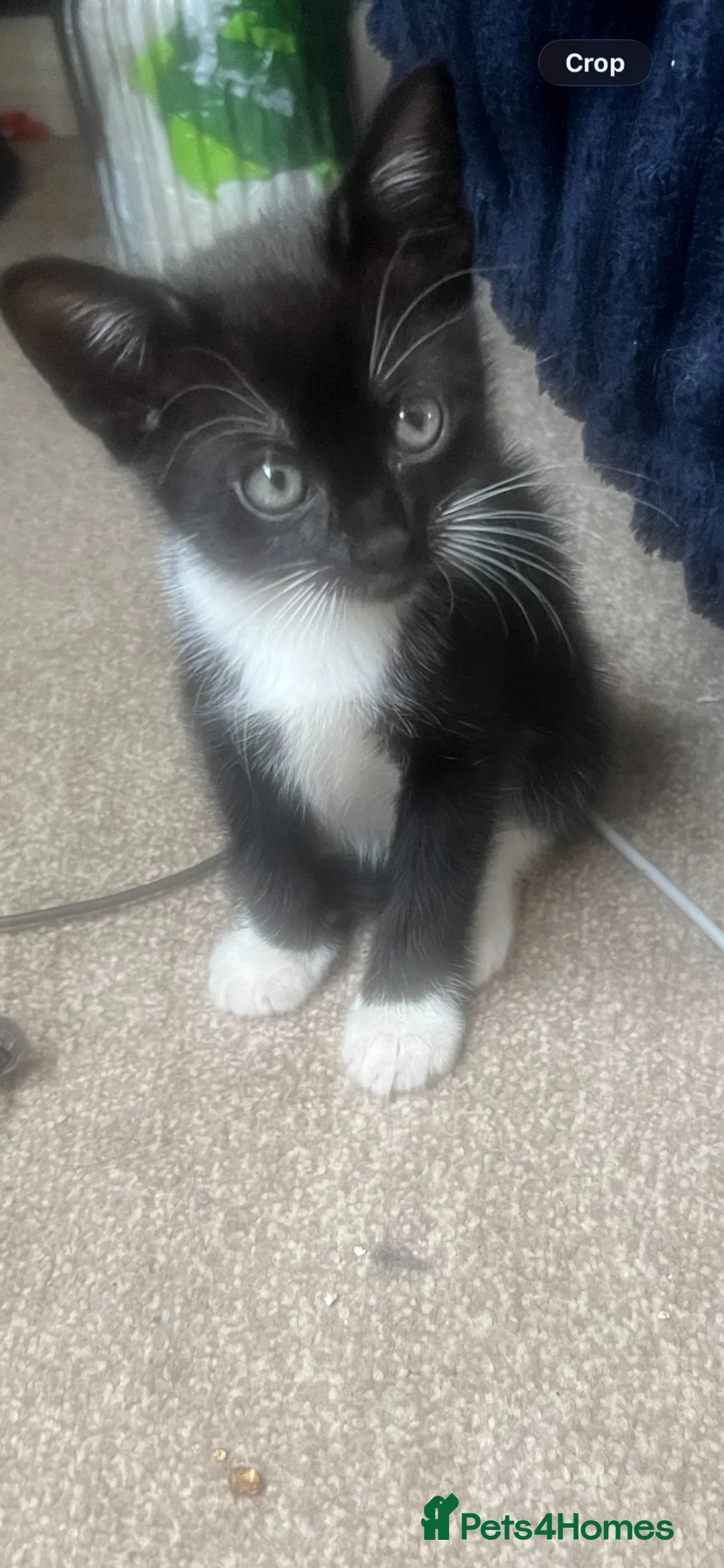 Mixed Breed cats for sale: Kittens  - Advert 2