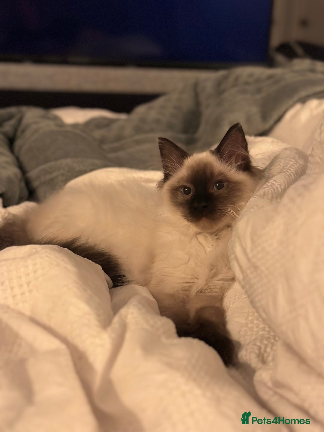 Ragdoll cats for sale: Ragdoll male Kittens For Sale - Advert 5