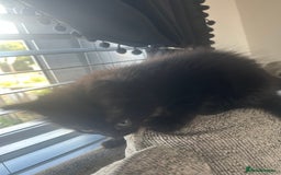 Ragdoll cats for sale: Ragdoll kittens  - Image 10