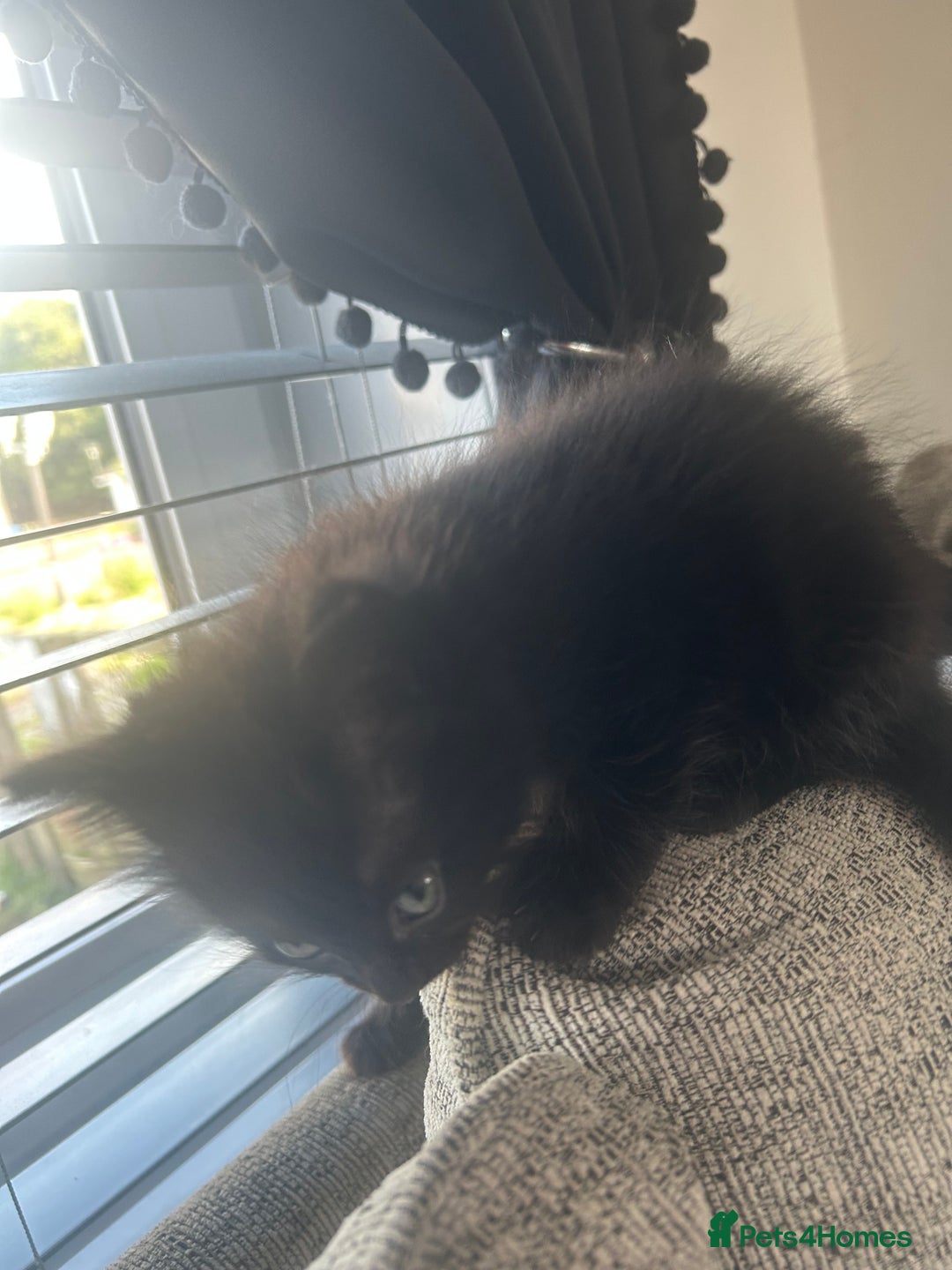 Ragdoll cats for sale: Ragdoll kittens  - Image 10