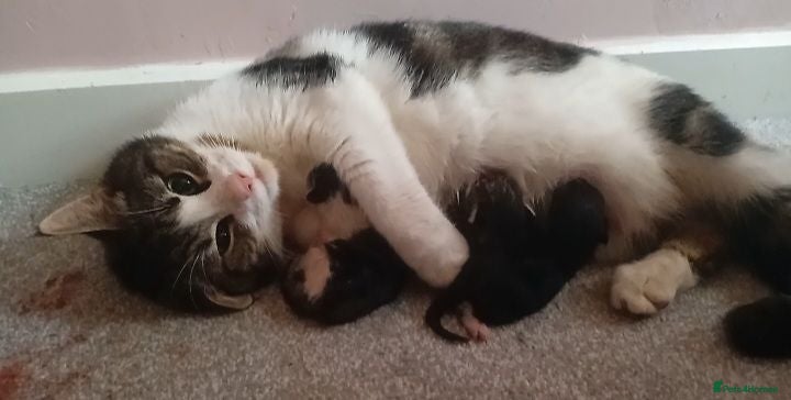 Mixed Breed cats Girl and boy left  - Advert 6