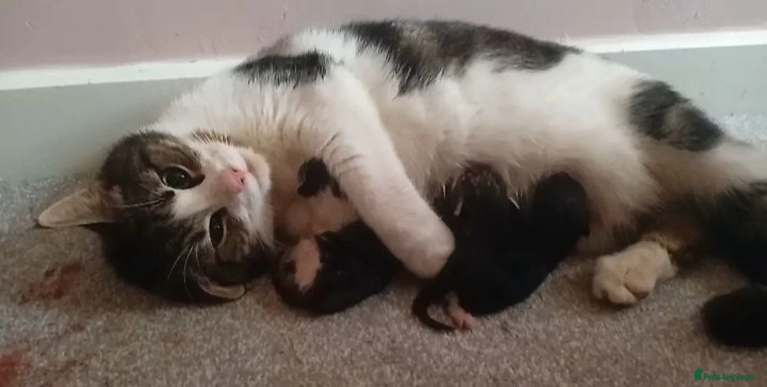 Mixed Breed cats for sale: Girl and boy left  - Advert 1