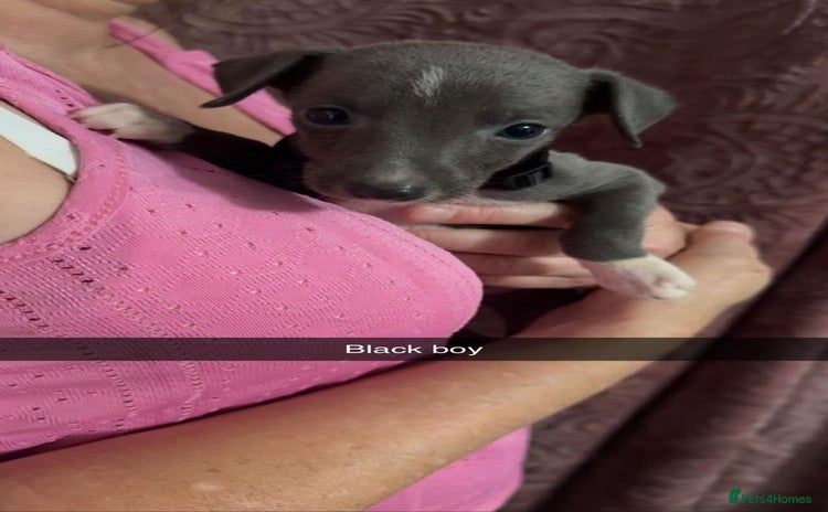 Italian Greyhound dogs - Advert 3