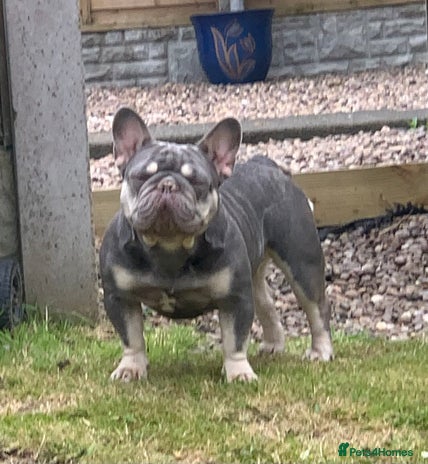 French Bulldog dogs - Advert 7