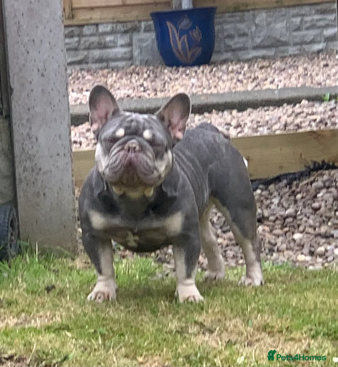 French Bulldog dogs for sale: Nova 3 year old girl - Advert 2