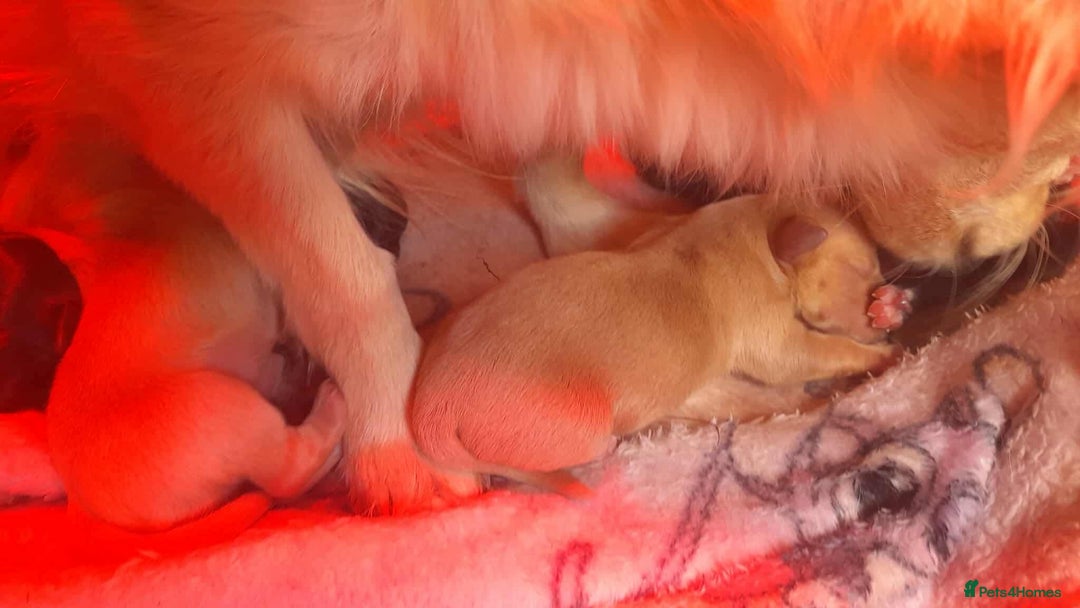 Mixed Breed dogs for sale: Beautiful Pomeranian x jackrussel - Image 3
