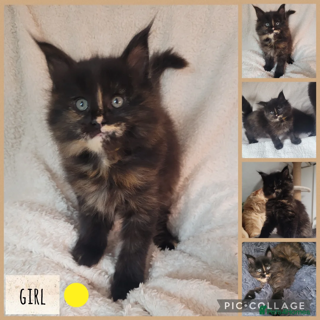 Maine Coon cats for sale: 🐾🐈‍⬛GORGEOUS 6 WEEK OLD MAINE COON KITTENS🐈‍⬛🐾 - Advert 6