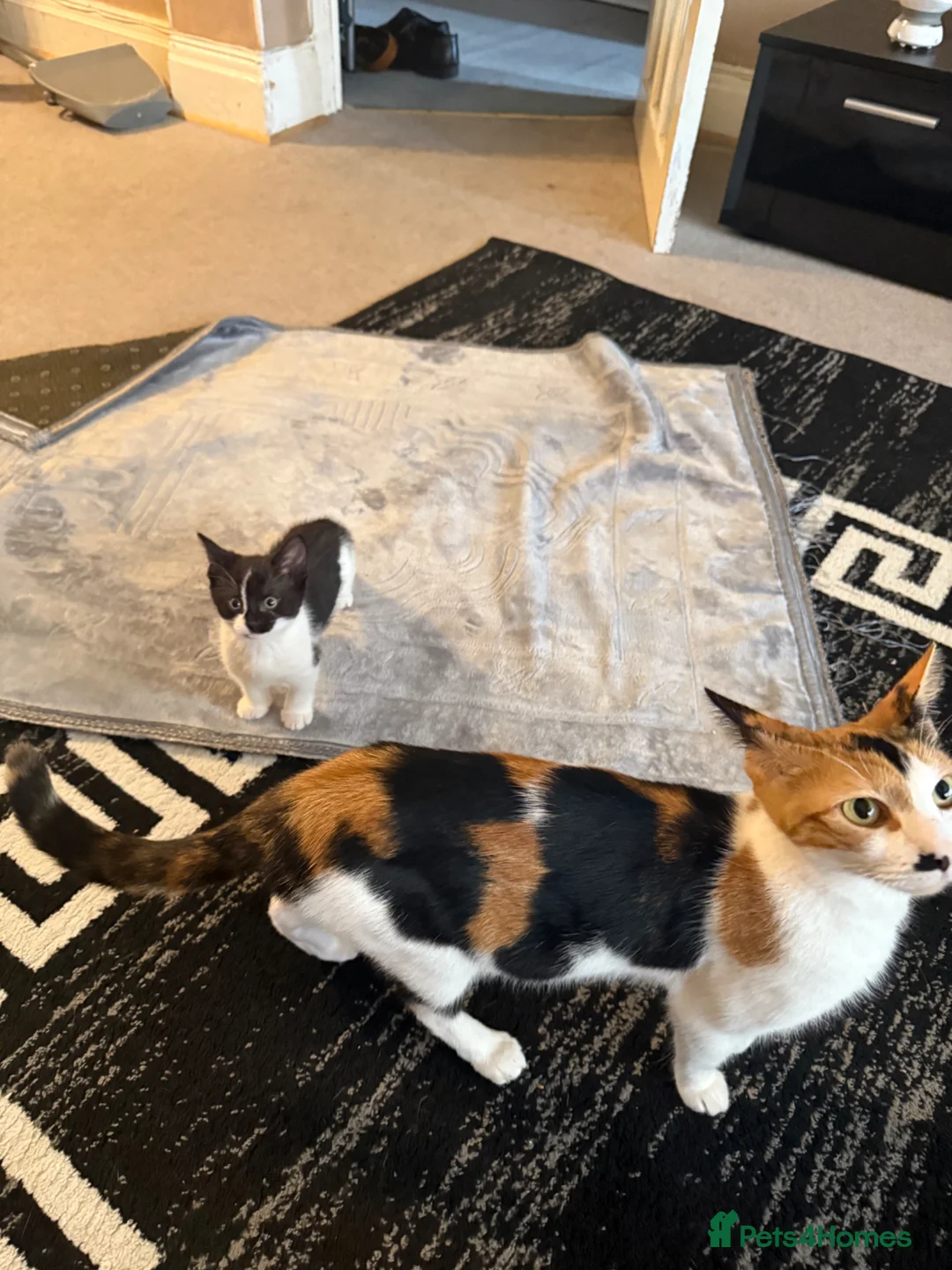Mixed Breed cats for sale: BEAUTIFUL BABY KITTENS  - Advert 4