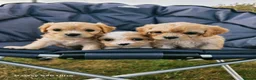 Cavachon dogs for sale: 10 STUNNING CAVACHONS😍🐾💙💖 - Advert 6