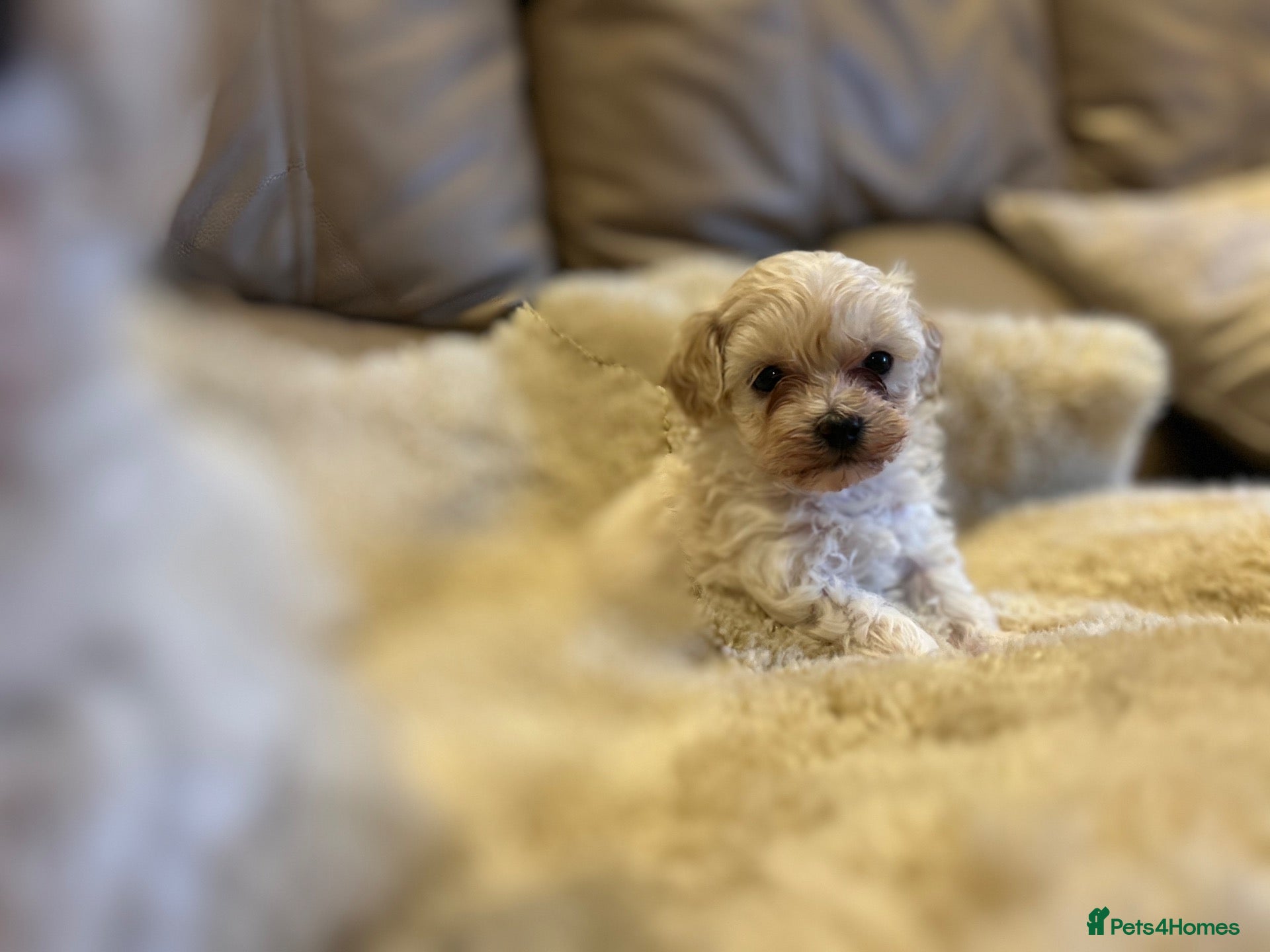 Maltipoo dogs Stunning little Maltipoo puppies  - Advert 1