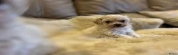 Maltipoo dogs for sale: Stunning little Maltipoo puppies  - Advert 1
