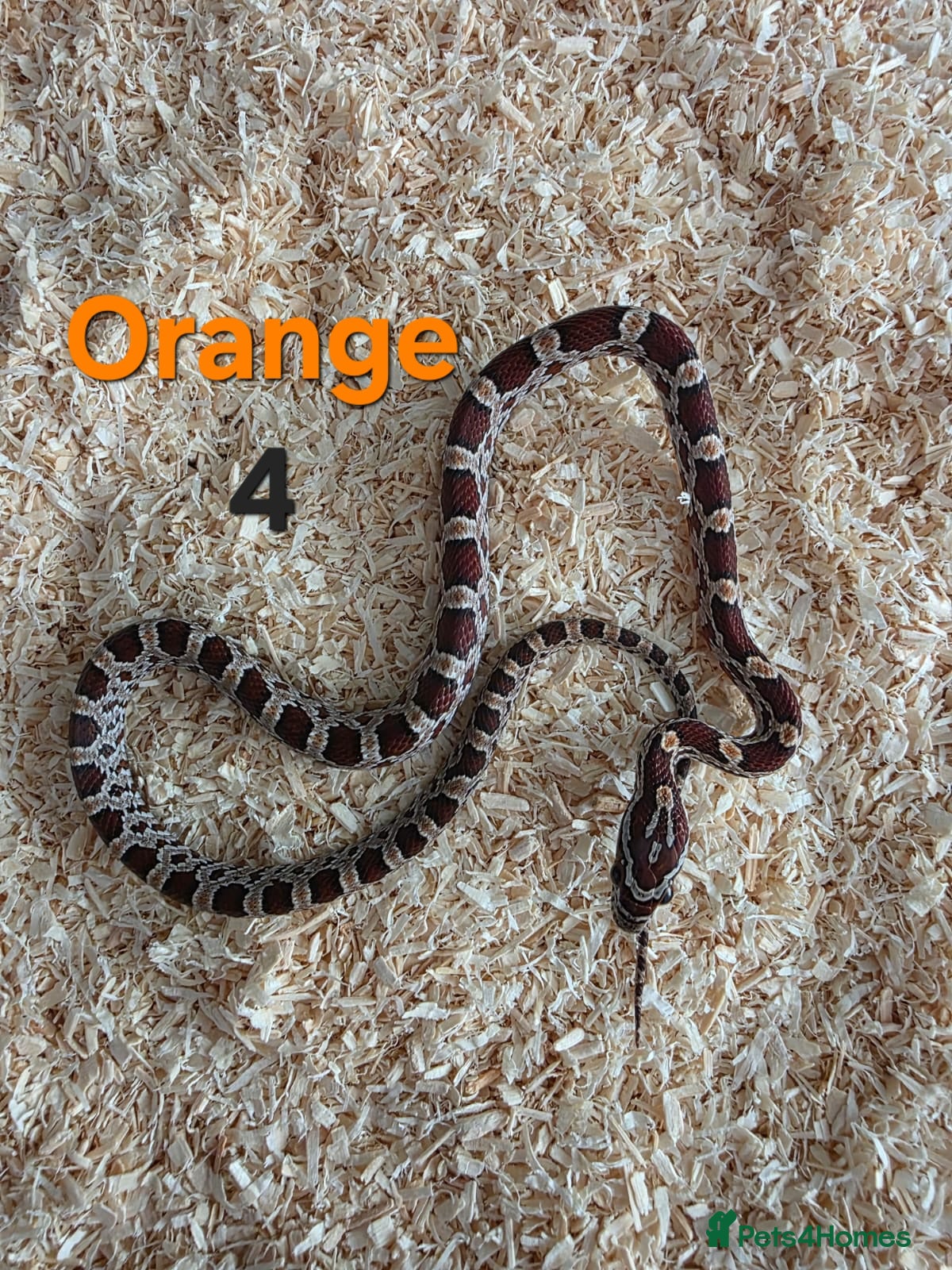 Corn Snake reptiles for sale: Various Cornsnakes avilable  - Advert 14