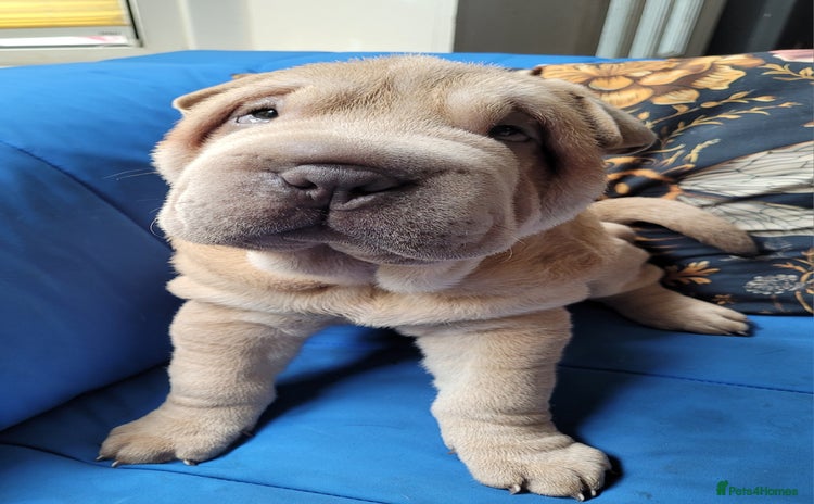 Shar Pei dogs - Advert 7
