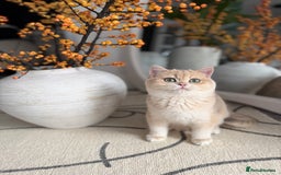 British Shorthair cats for sale: Lilac Golden British Shorthair kitten 🤍 - Advert 9