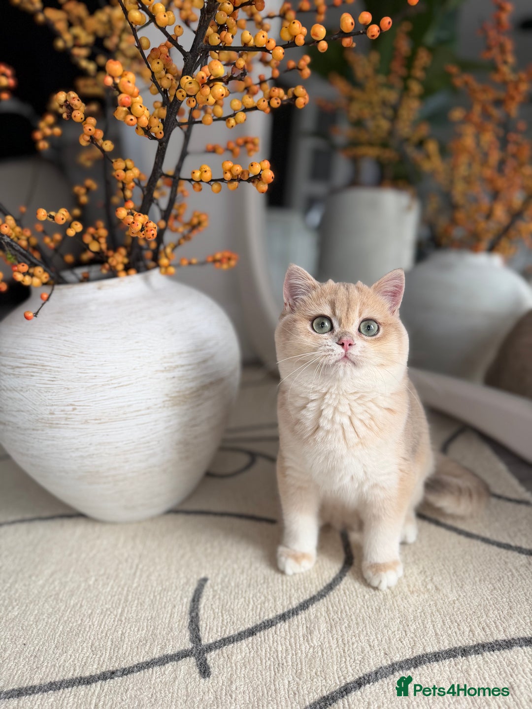 British Shorthair cats for sale: Lilac Golden British Shorthair kitten 🤍 - Advert 9