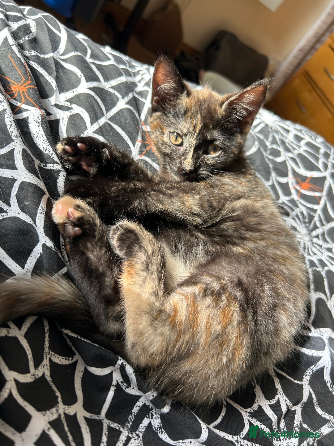 Ragdoll cats for sale: Kitten Ragdoll/ British shorthair - Advert 1