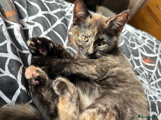 Ragdoll cats Kitten Ragdoll/ British shorthair - Advert 2