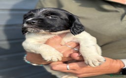 English Springer Spaniel dogs for sale: Beautiful Springer spaniel puppies  - Image 10