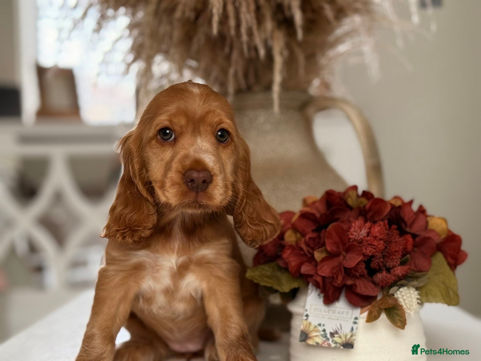 Cocker Spaniel dogs Show type cocker spaniels  - Advert 1