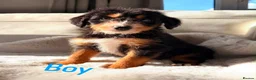 Bordoodle dogs for sale: Gorgeous Borderdoodle puppies  - Advert 15