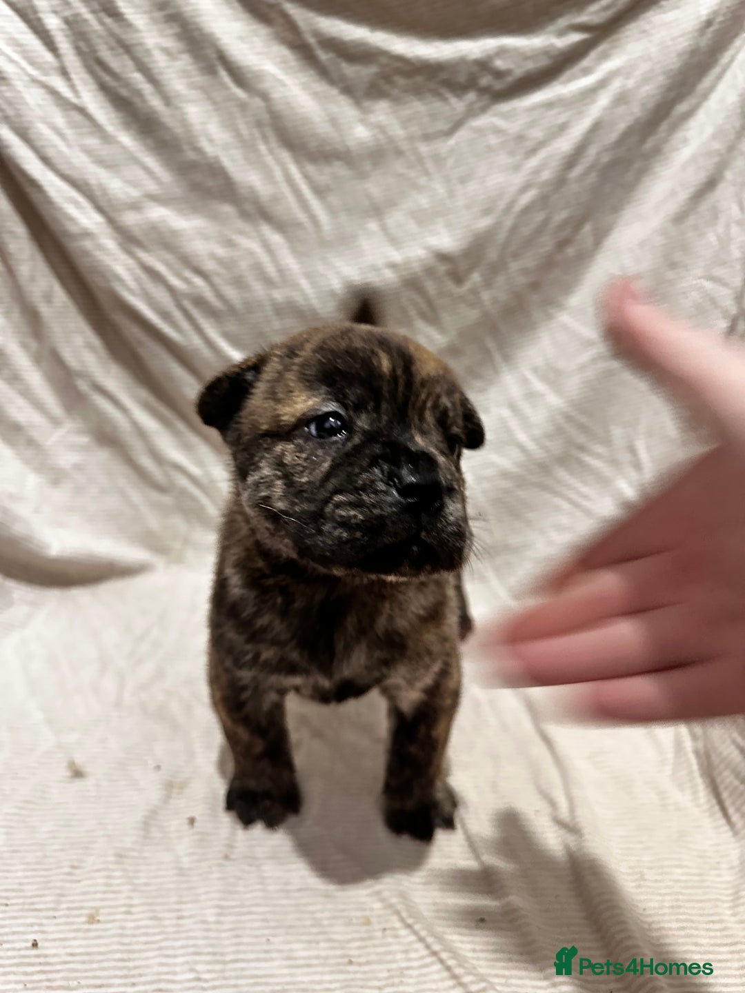 Mixed Breed dogs for sale: Beautiful frow frows for sale - Image 14