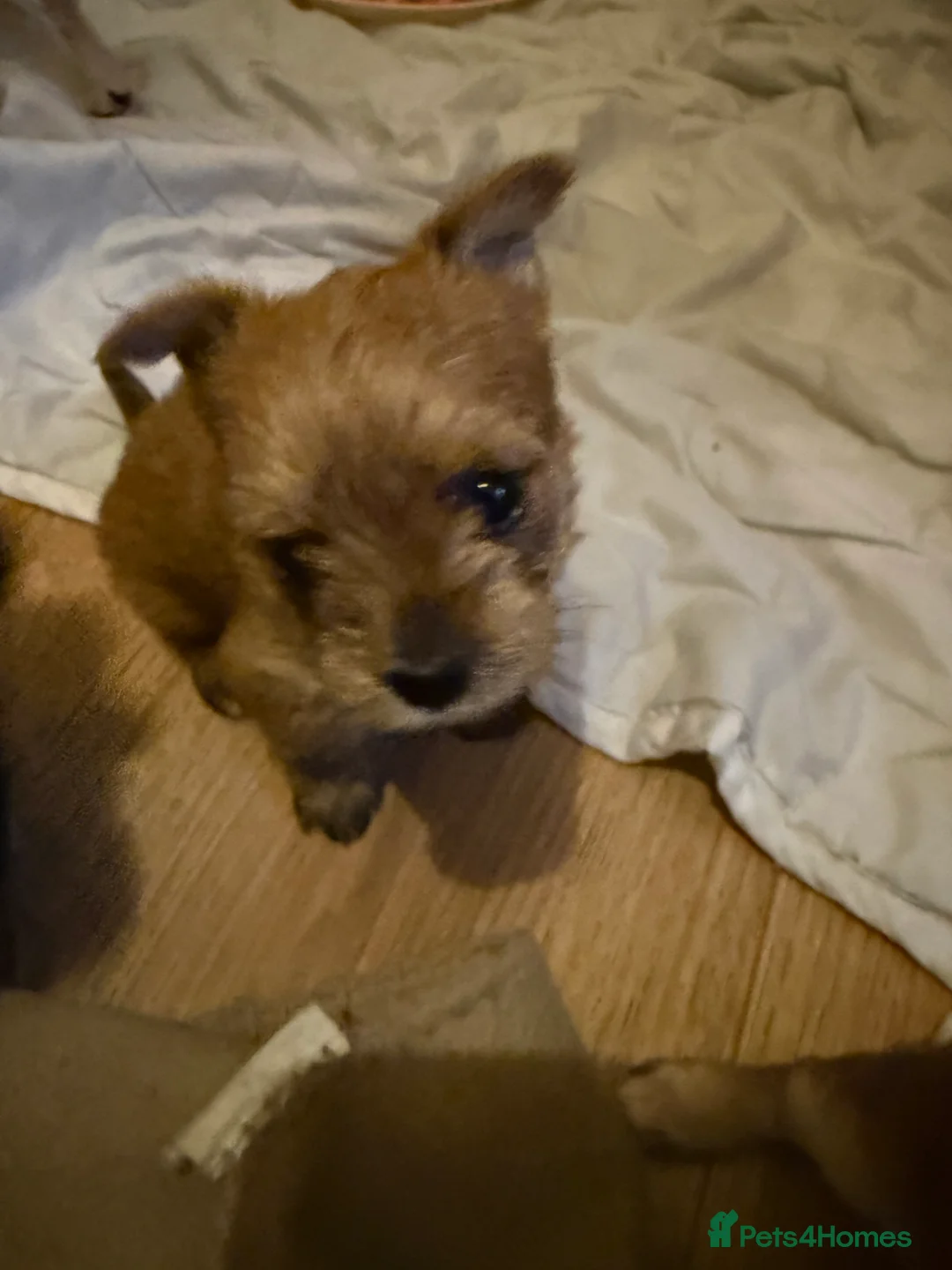 Chorkie dogs for sale: Chorkie pups for sale  - Advert 3