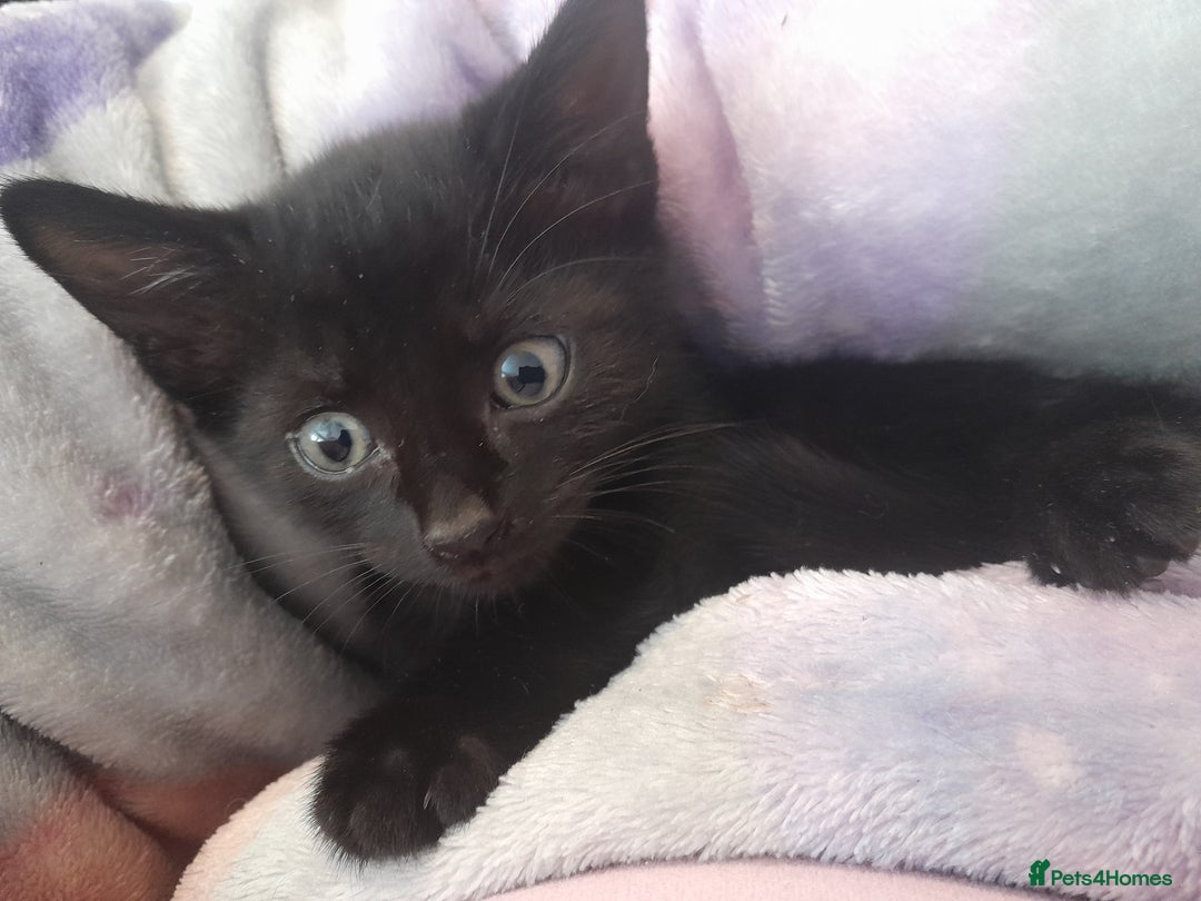 Mixed Breed cats for sale: 5 beautiful kittens - Image 7