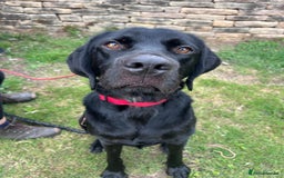 Mixed Breed dogs for adoption: Bentley - Image 5