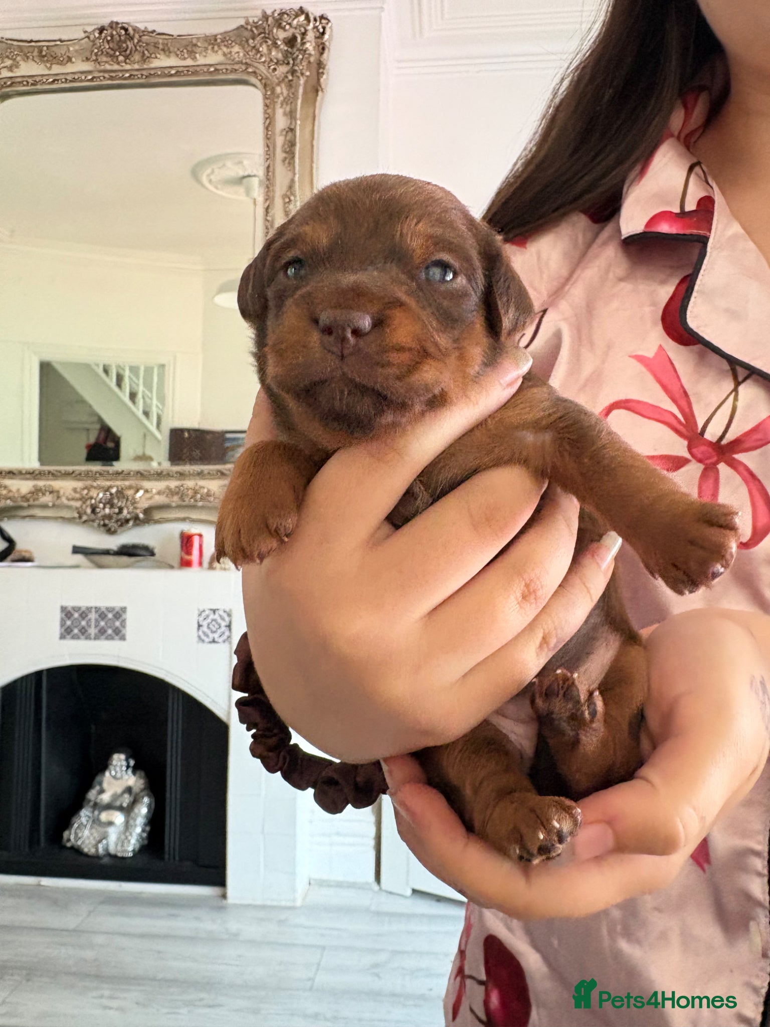 Mixed Breed Puppy 2