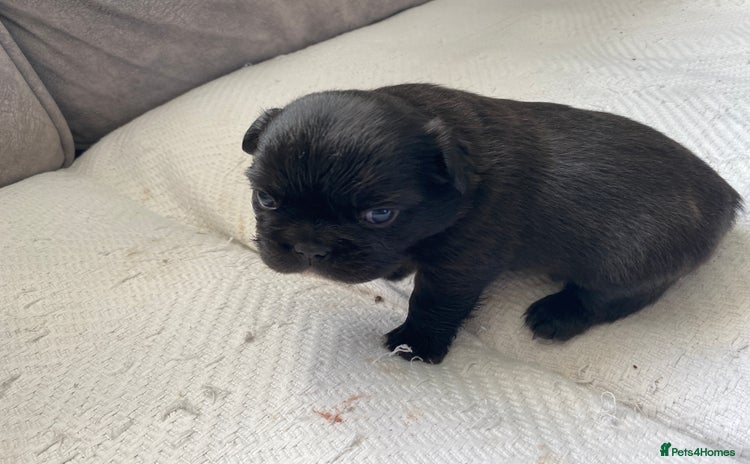 French Bulldog dogs French bulldogs puppy’s for sale - Advert 1