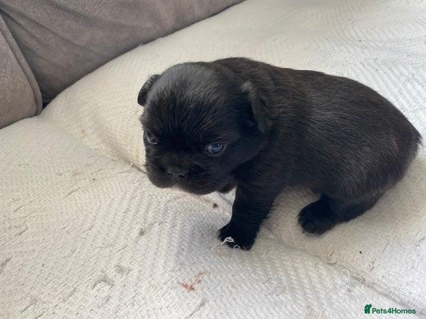French Bulldog dogs French bulldogs puppy’s for sale - Advert 1