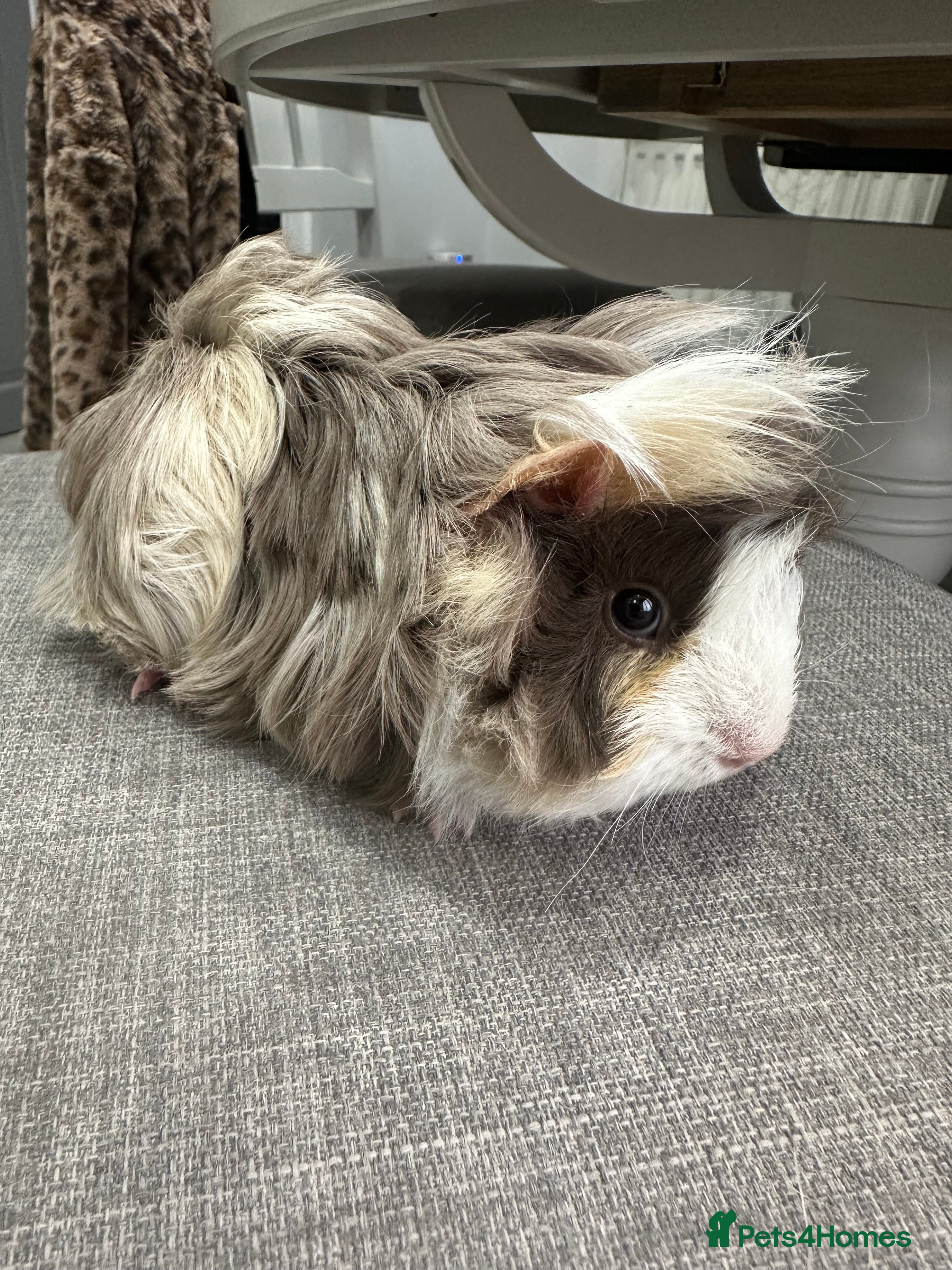 Guinea Pig rodents Pretty female guinea pigs available now. - Advert 1