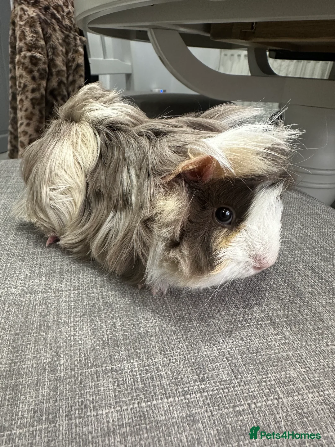 Guinea Pig rodents for sale: Pretty female guinea pigs available now. - Advert 1