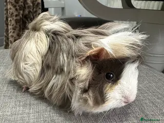 Guinea Pig rodents Pretty female guinea pigs available now. - Advert 1