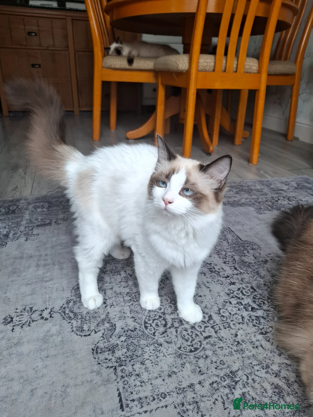 Ragdoll cats for sale: Female Ragdoll - Advert 4