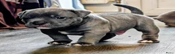 Dorset Olde Tyme Bulldogge dogs for sale: Old tyme bulldog puppies  in Farnborough - Advert 15
