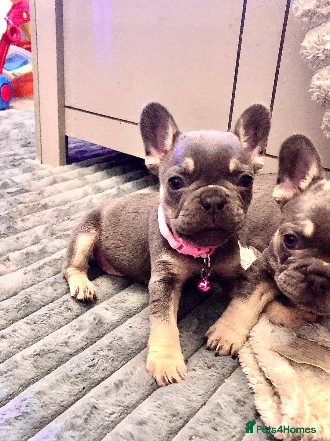French Bulldog dogs for sale: Blue & tan French bulldogs  - Advert 8