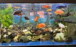Cichlids fish for sale: Complete fish tank set up - Image 2