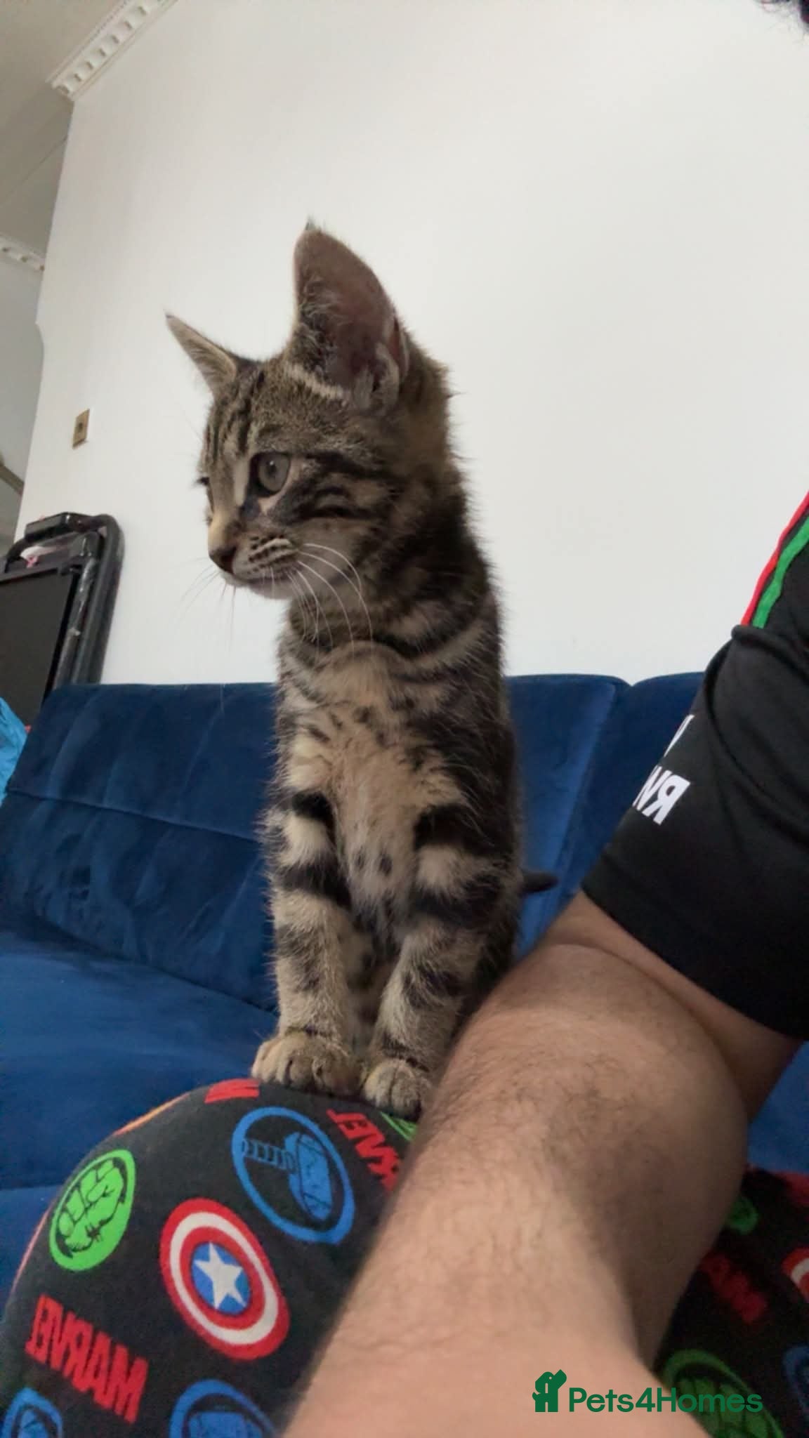British Shorthair cats Beautiful cute kitten boy - Advert 2
