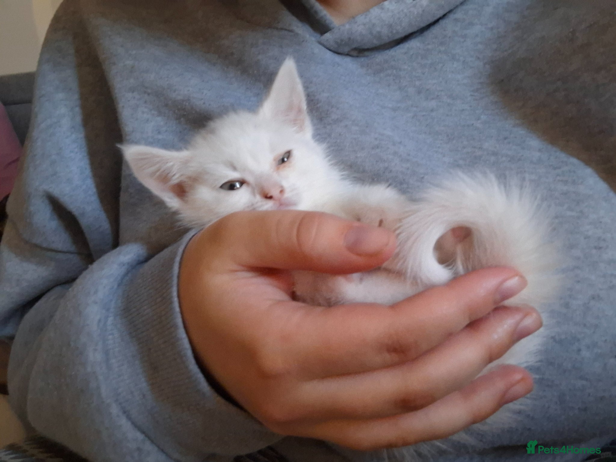 Devon Rex cats for sale: Mr Turbo - Advert 1