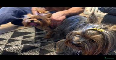 Yorkshire Terrier dogs - Advert 1