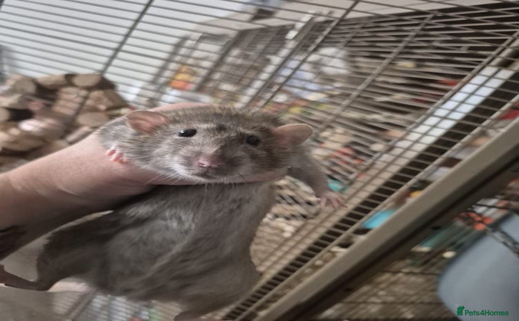 Rat rodents - Advert 15