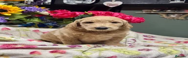 Goldendoodle 2