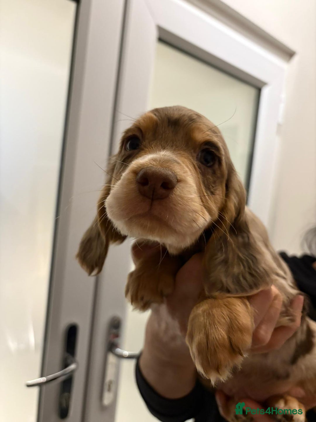 Cocker Spaniel dogs for sale: Show type KC and DNA health tested parents  - Advert 23