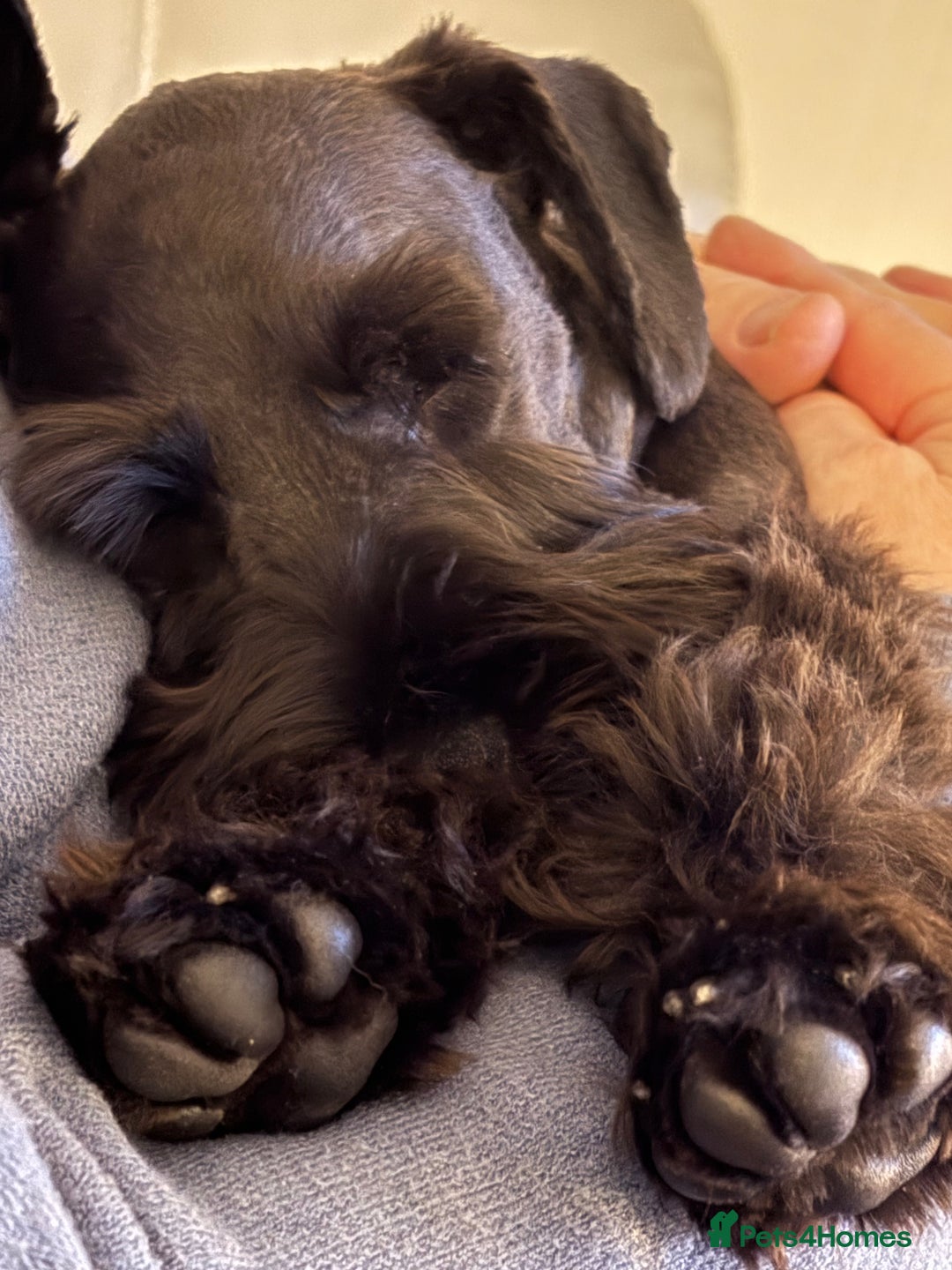 Miniature Schnauzer dogs for sale: Black mini schnauzer puppy 15 weeks old  - Advert 2