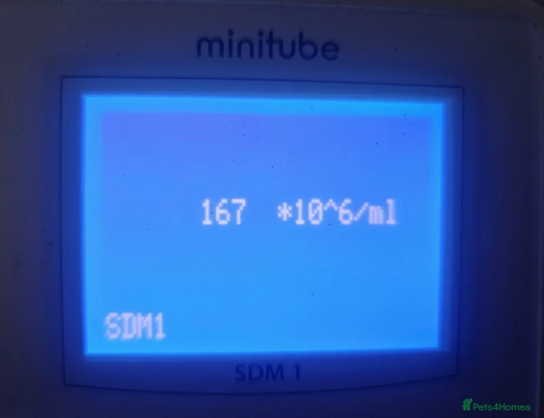 Miniature Poodle dogs for stud: Dark Red Miniature Poodle Stud Package Available in Southampton - Advert 9