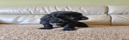 Sprocker dogs for sale: 9week old sprocker/cocker boy puppy for sale in Torquay - Advert 5